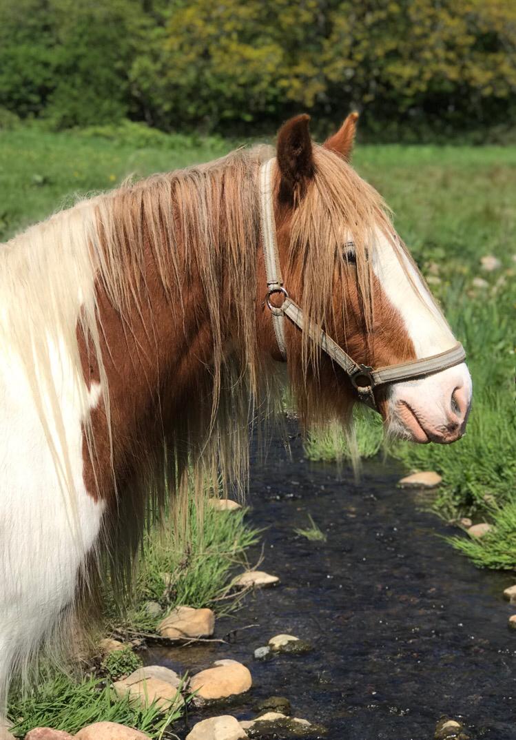 Irish Cob Nydal's Spencer - 11/05/19 han er bare så smuk. billede 7