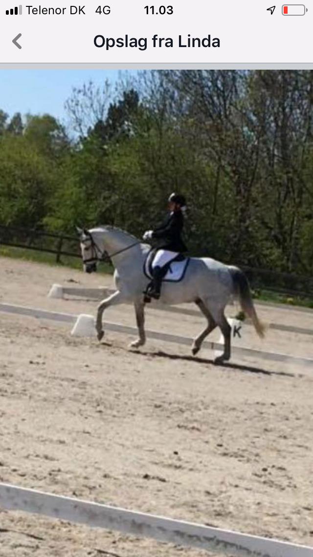 Dansk Varmblod Holkjærs Diablo billede 5