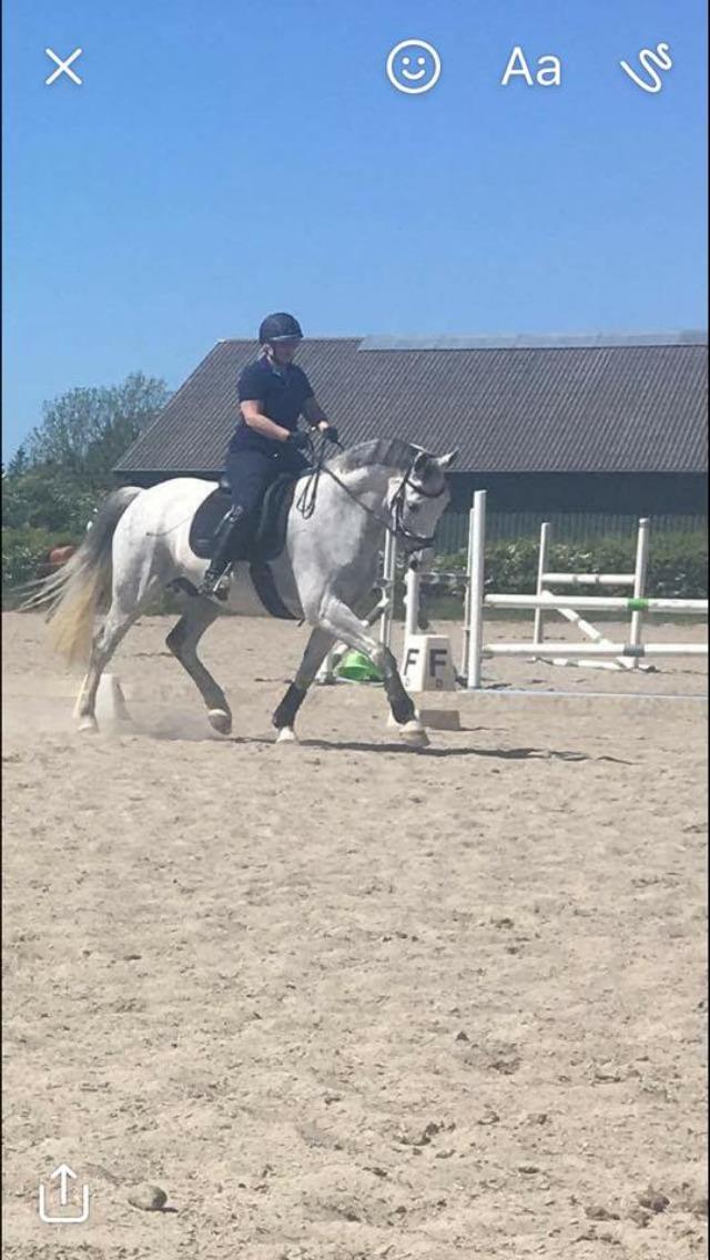 Dansk Varmblod Holkjærs Diablo billede 3