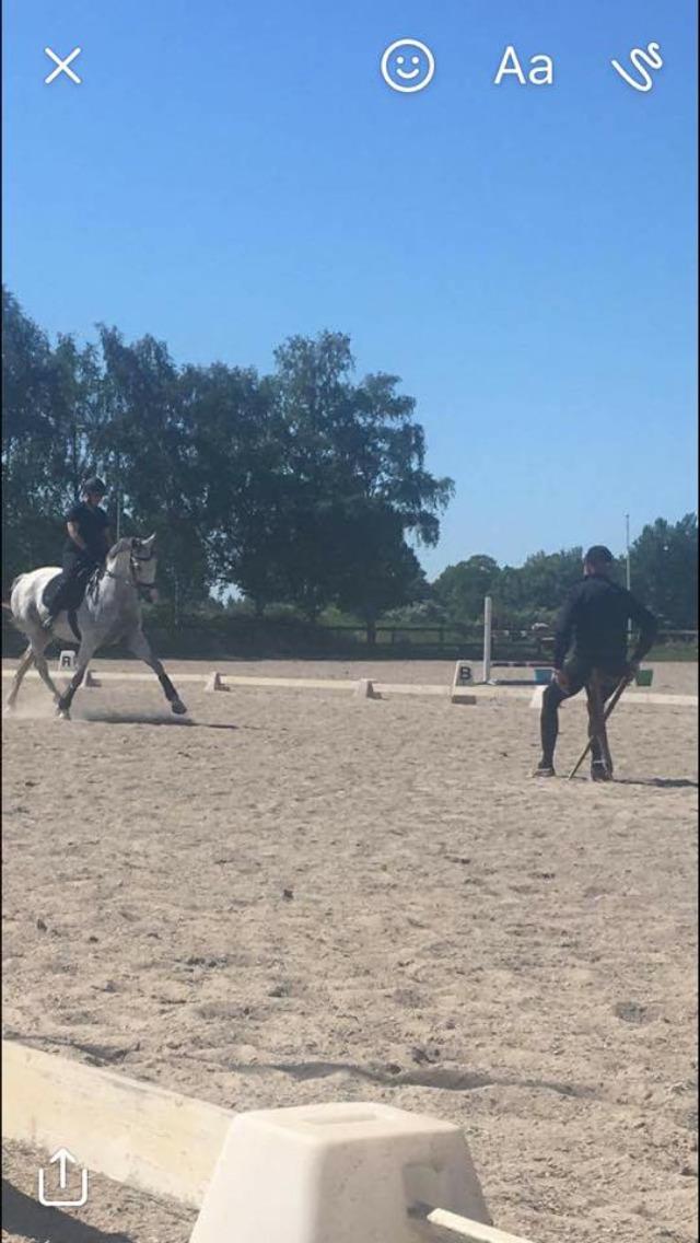 Dansk Varmblod Holkjærs Diablo billede 7