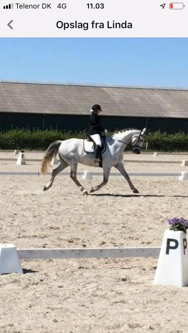 Dansk Varmblod Holkjærs Diablo billede 6