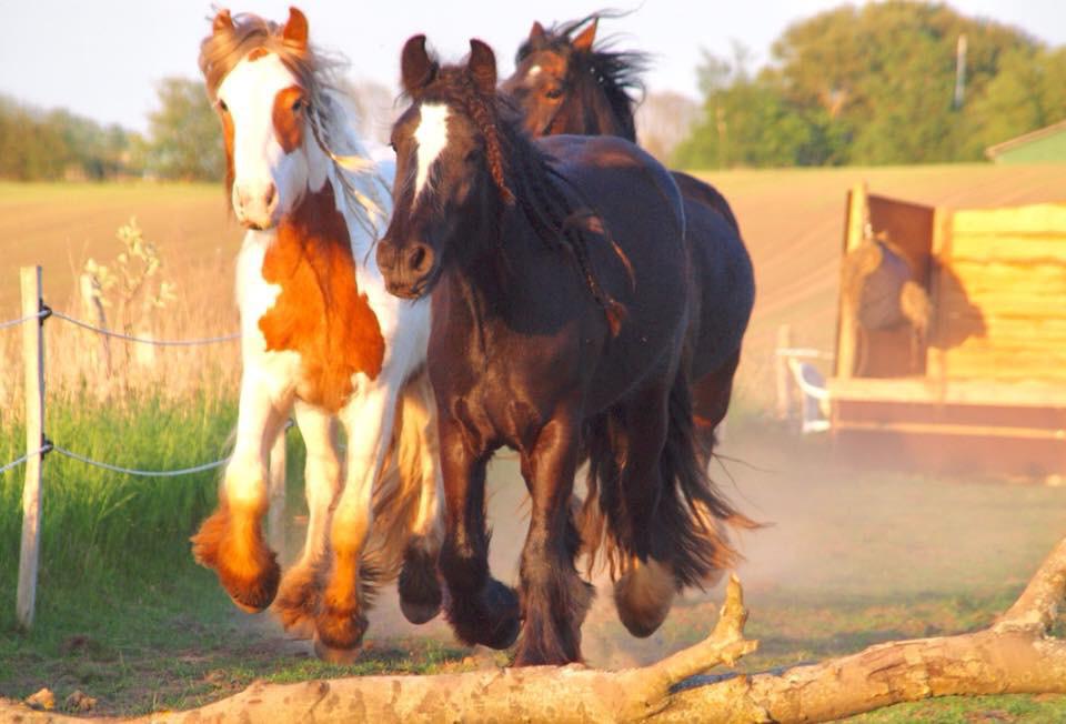 Irish Cob Nydal's Dark Knight of Sorcas - 11/05/18 billede 7