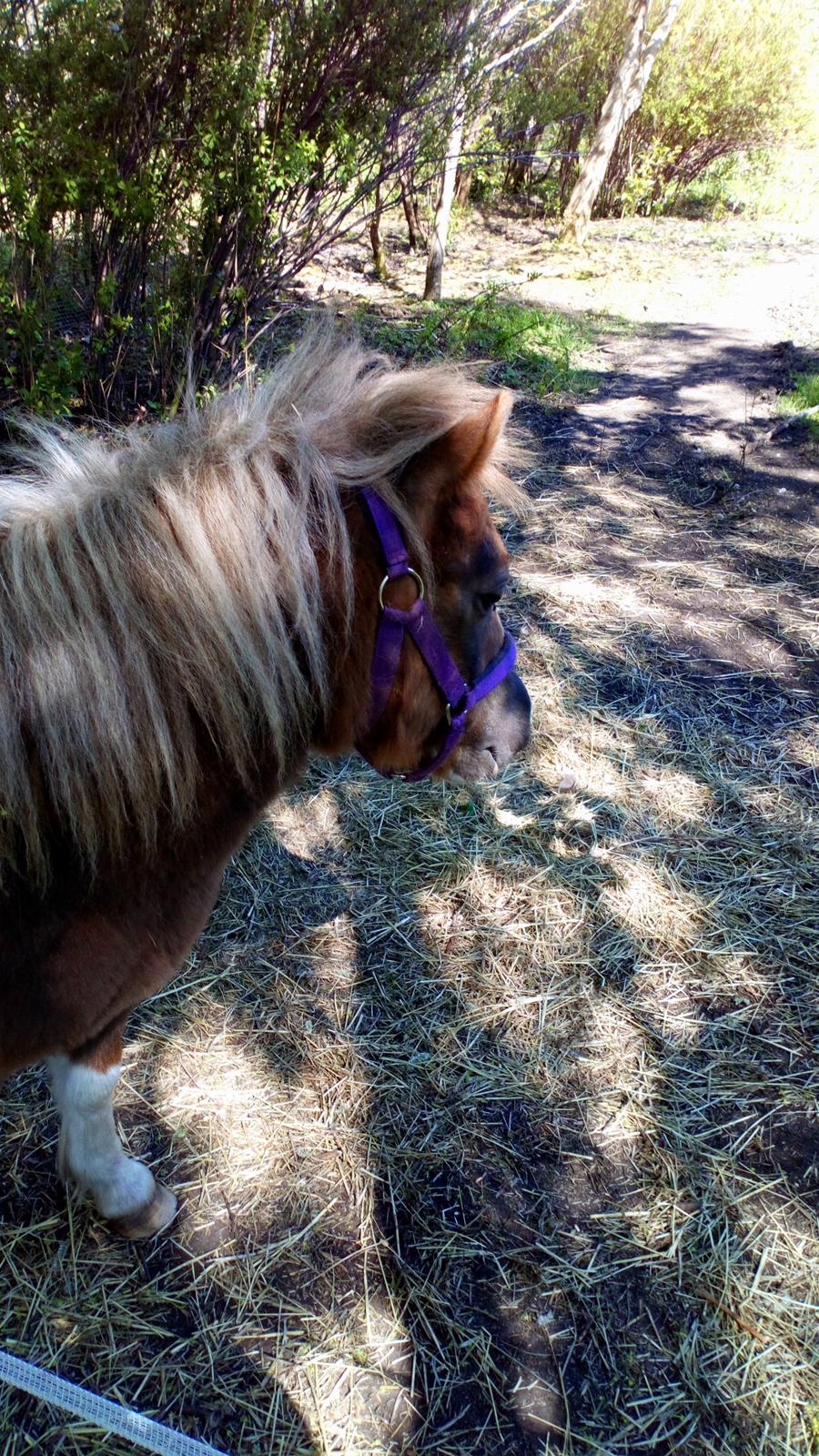 Shetlænder Turbo - Maj 2019 billede 24