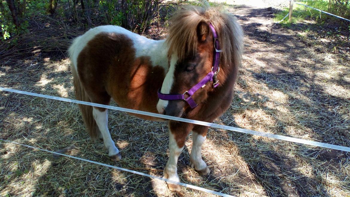 Shetlænder Turbo - Maj 2019 billede 25