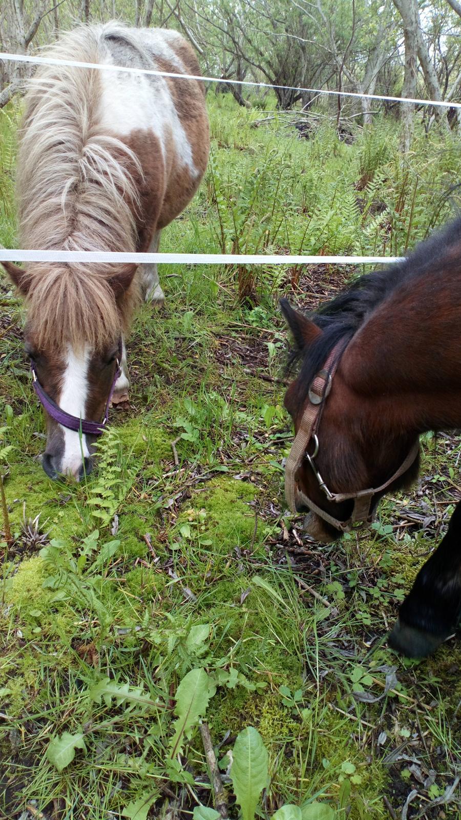 Shetlænder Turbo - Maj 2019 billede 27