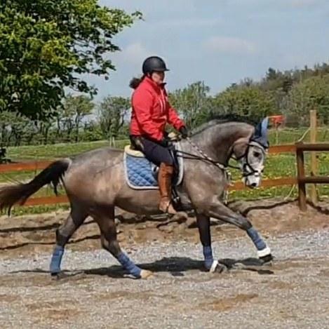 Dansk Varmblod La-Señorita Blanca  billede 2