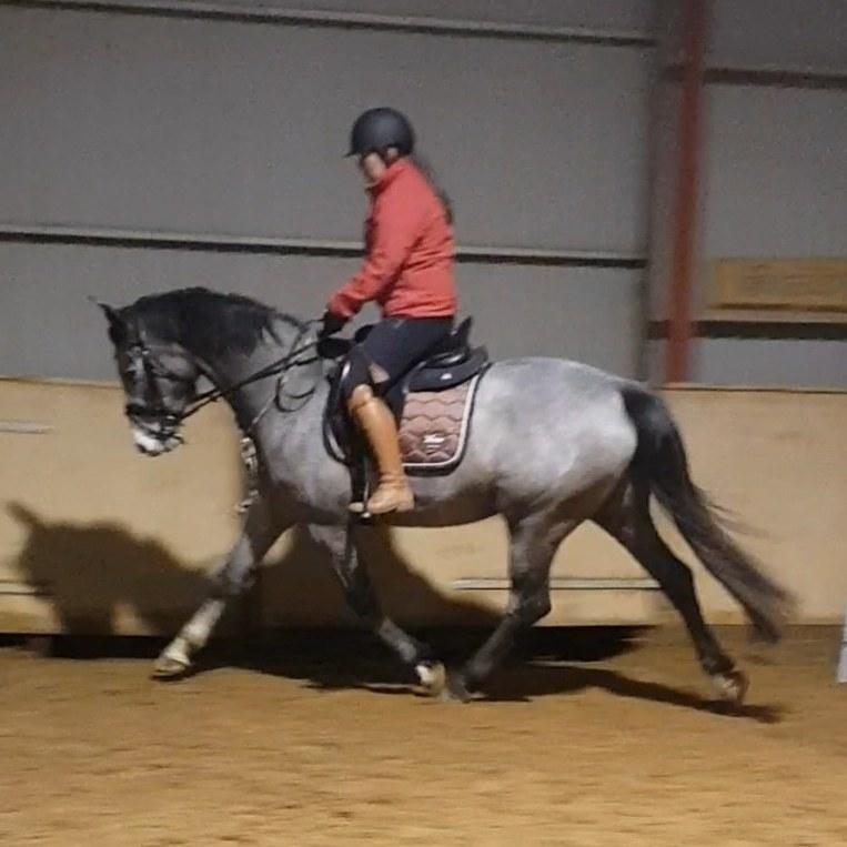 Dansk Varmblod La-Señorita Blanca  billede 6