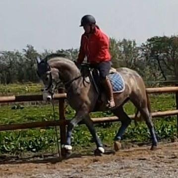 Dansk Varmblod La-Señorita Blanca  billede 3