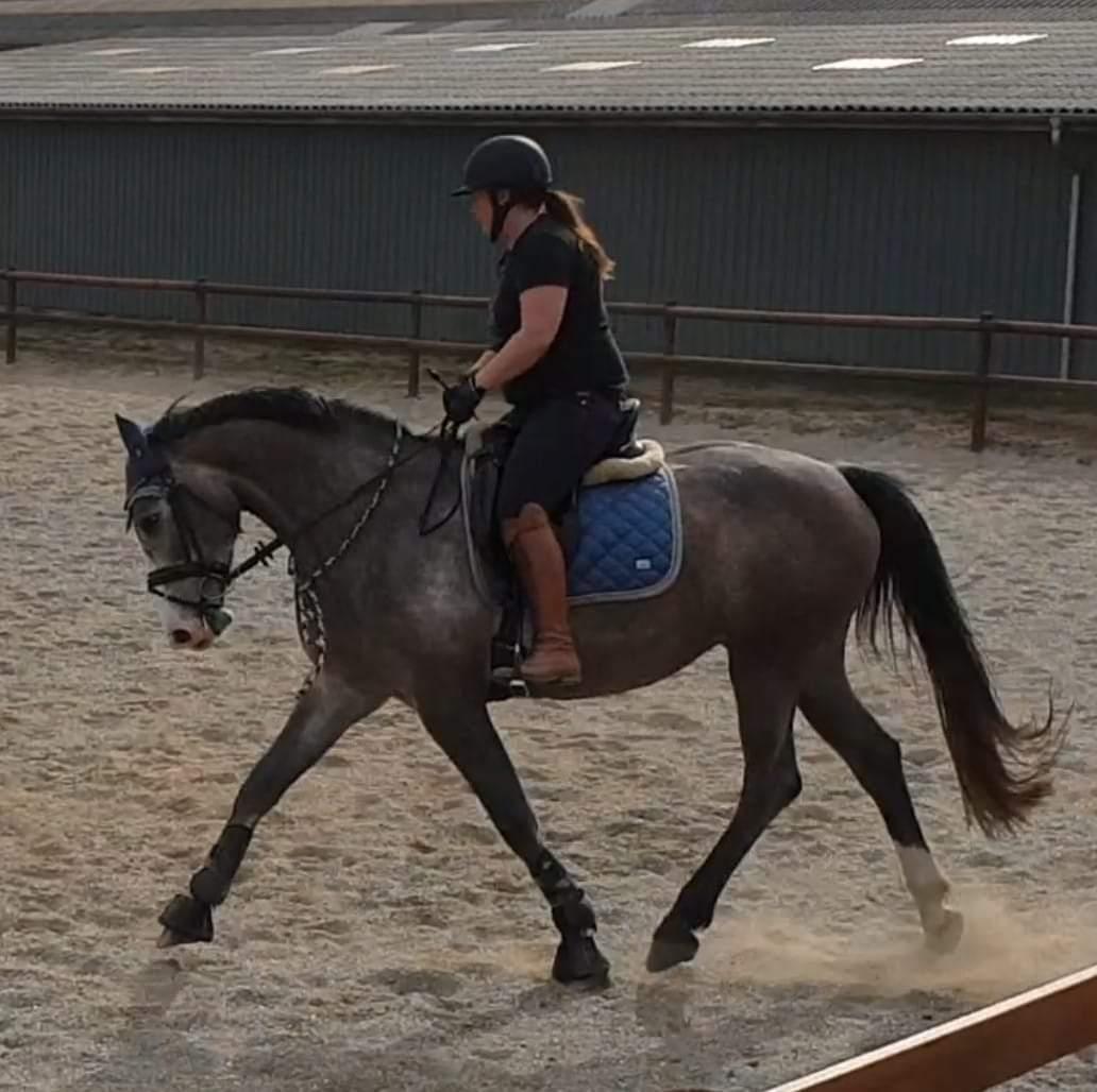 Dansk Varmblod La-Señorita Blanca  billede 4