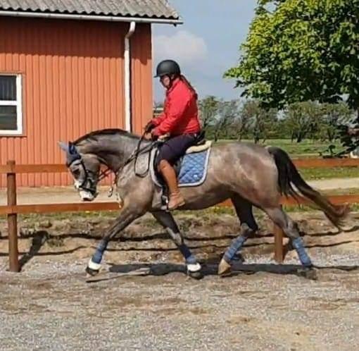 Dansk Varmblod La-Señorita Blanca  billede 1