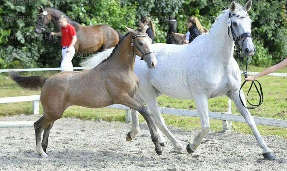 Dansk Varmblod La-Señorita Blanca  billede 20
