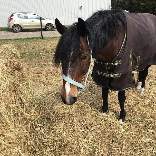 Hollandsk Sportspony Isabella af mindet billede 6