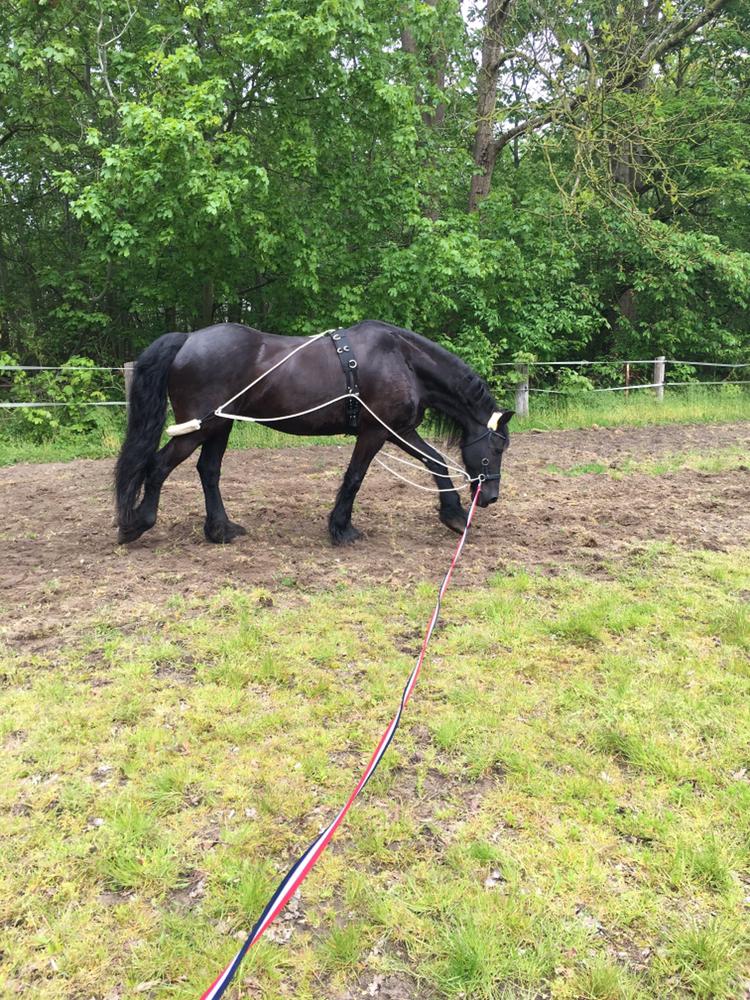 Frieser Rex (Part) billede 8