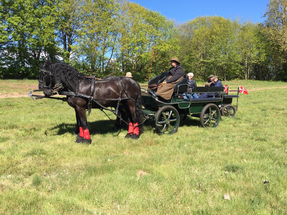 Frieser Rex (Part) billede 11