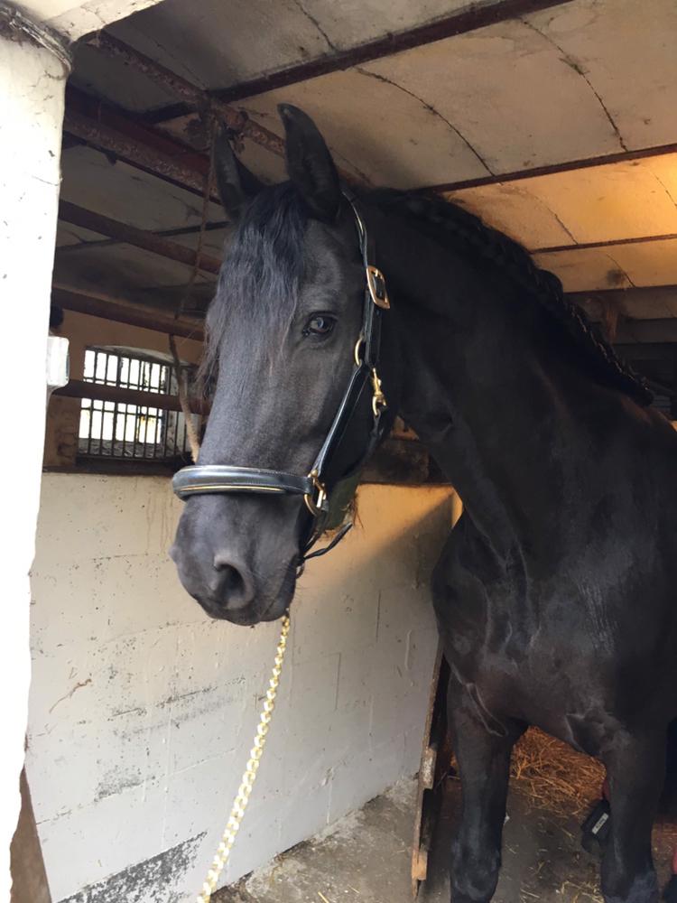 Frieser Rex (Part) billede 12