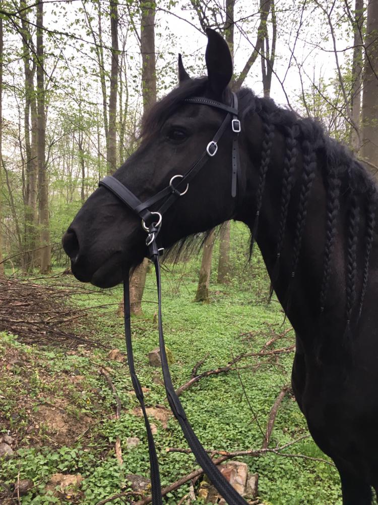 Frieser Rex (Part) billede 14