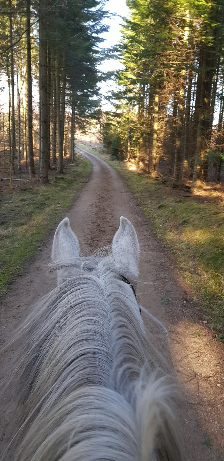 Anden særlig race Bella (Part) billede 9