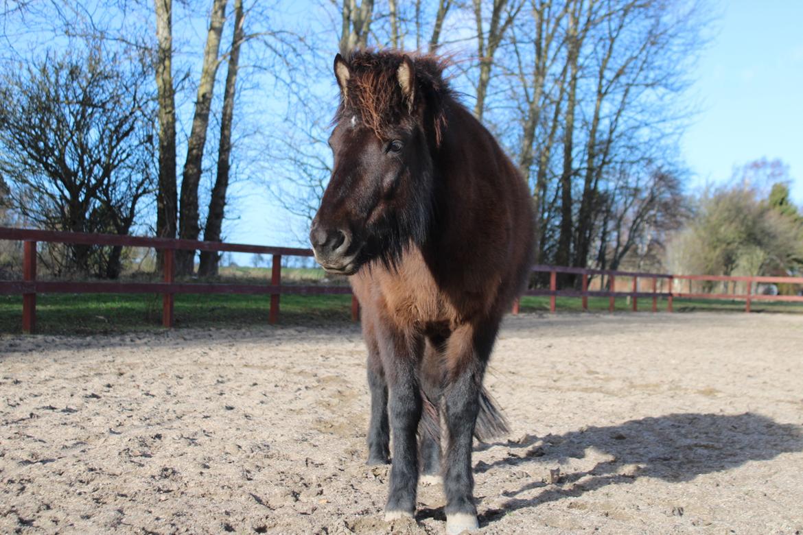 Islænder Perla fra Ellemosegård billede 1