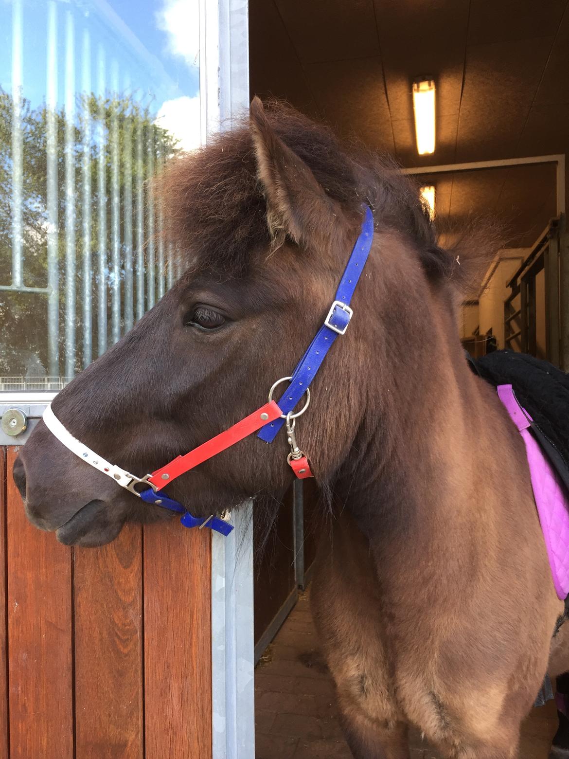 Islænder Perla fra Ellemosegård billede 2