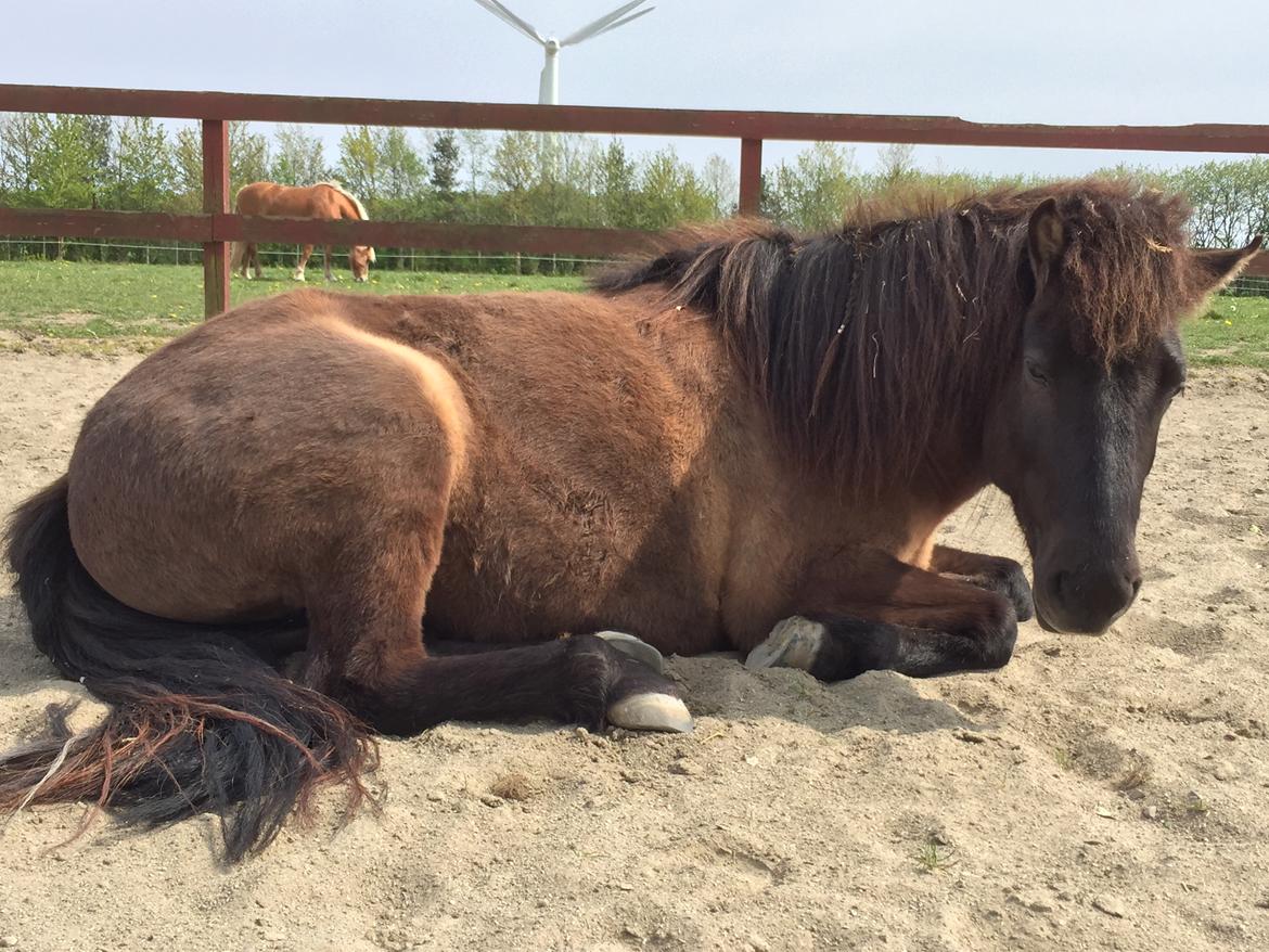 Islænder Perla fra Ellemosegård billede 3