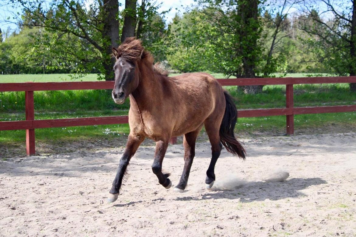 Islænder Perla fra Ellemosegård billede 5