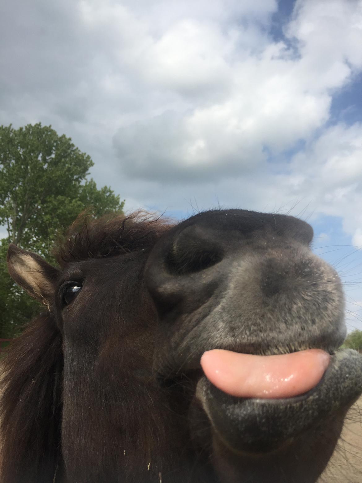 Islænder Perla fra Ellemosegård billede 6