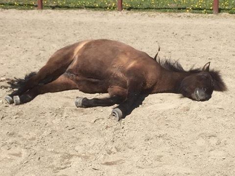 Islænder Perla fra Ellemosegård billede 4