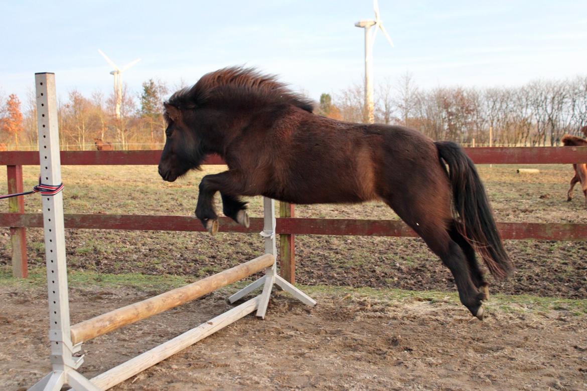 Islænder Perla fra Ellemosegård billede 7