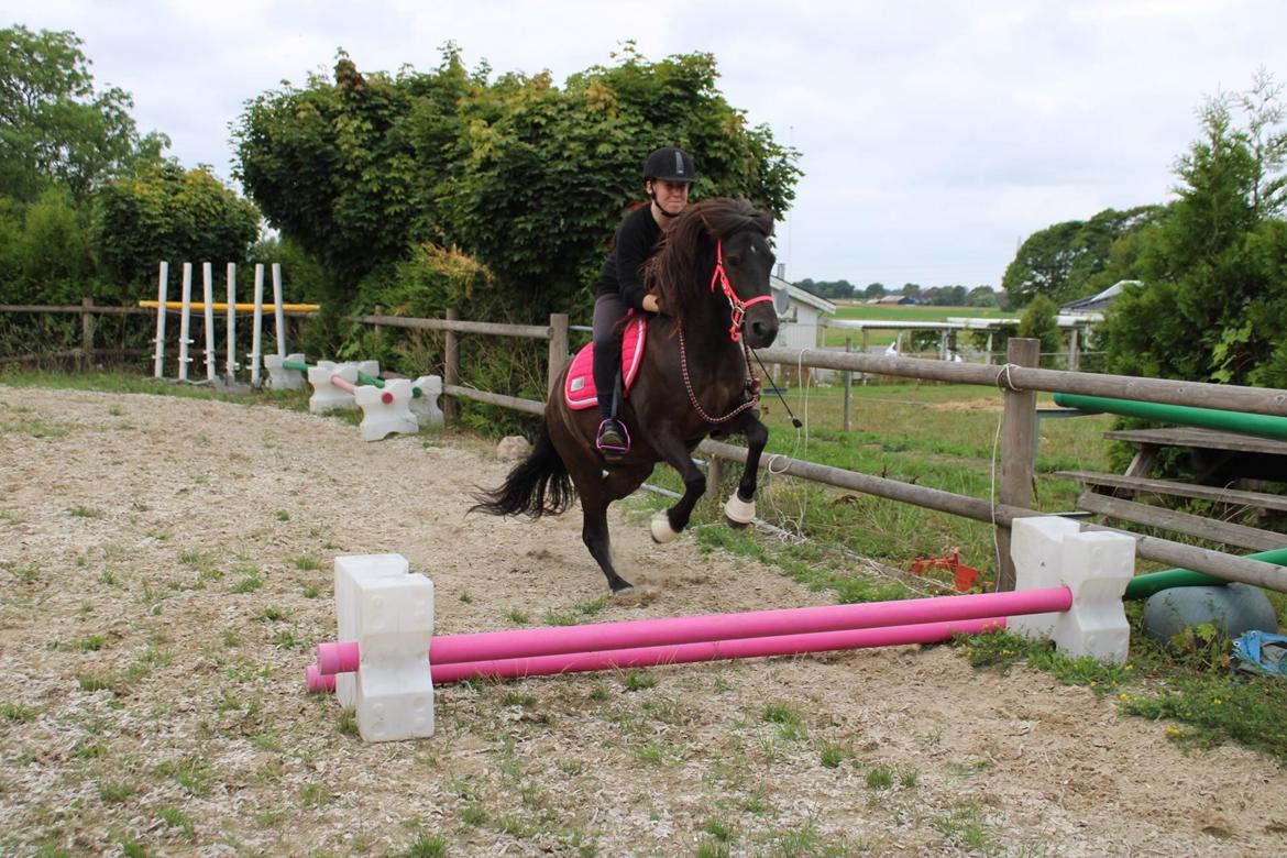 Islænder Perla fra Ellemosegård billede 9