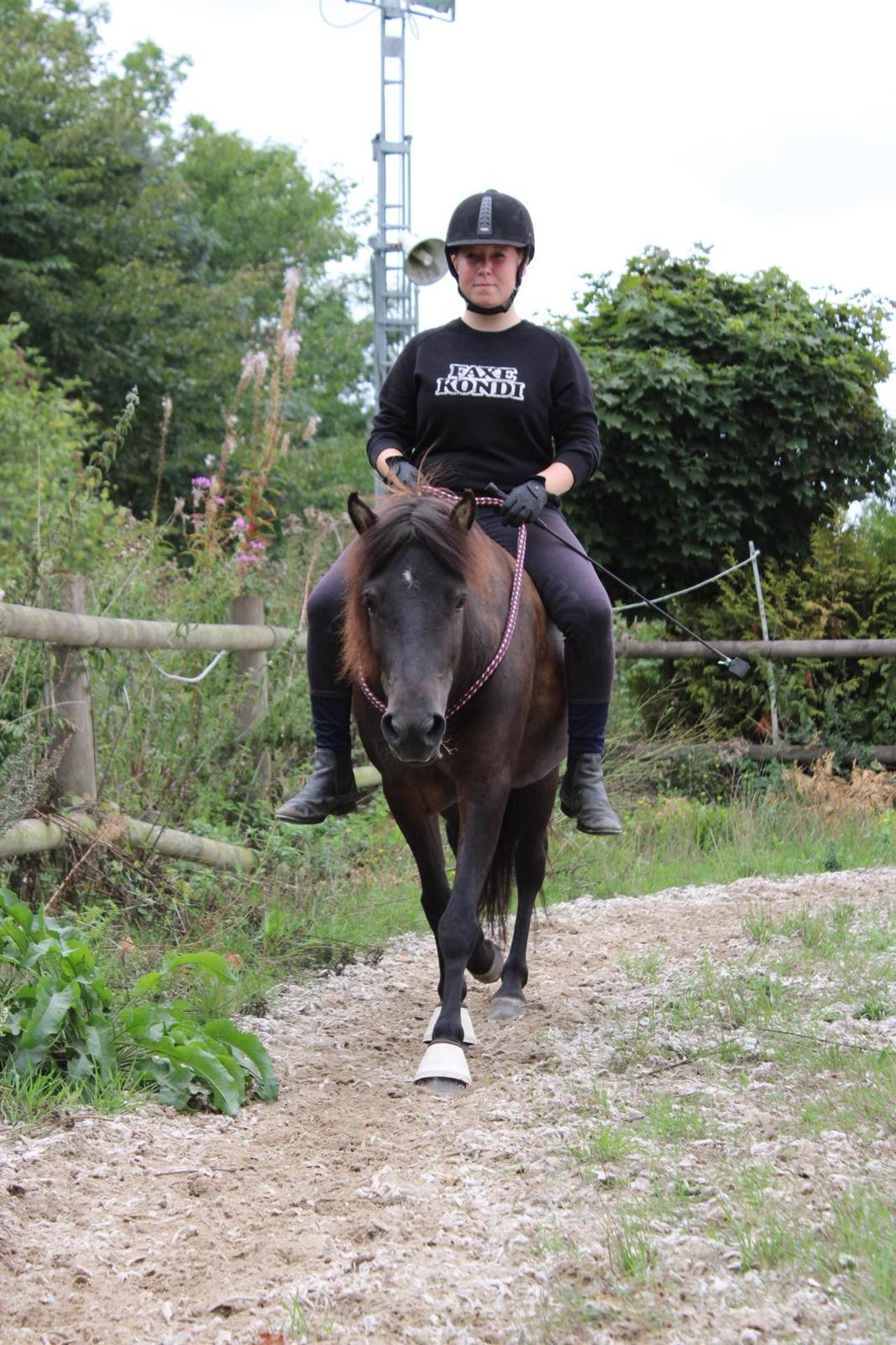 Islænder Perla fra Ellemosegård billede 8