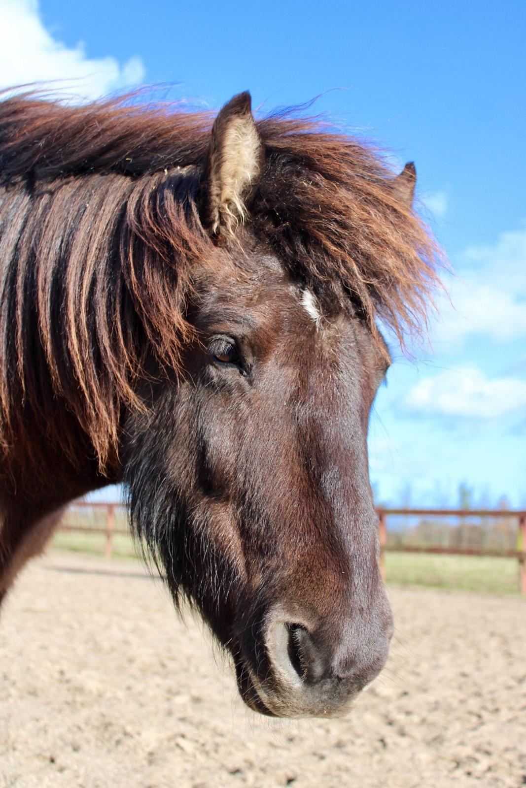 Islænder Perla fra Ellemosegård billede 11