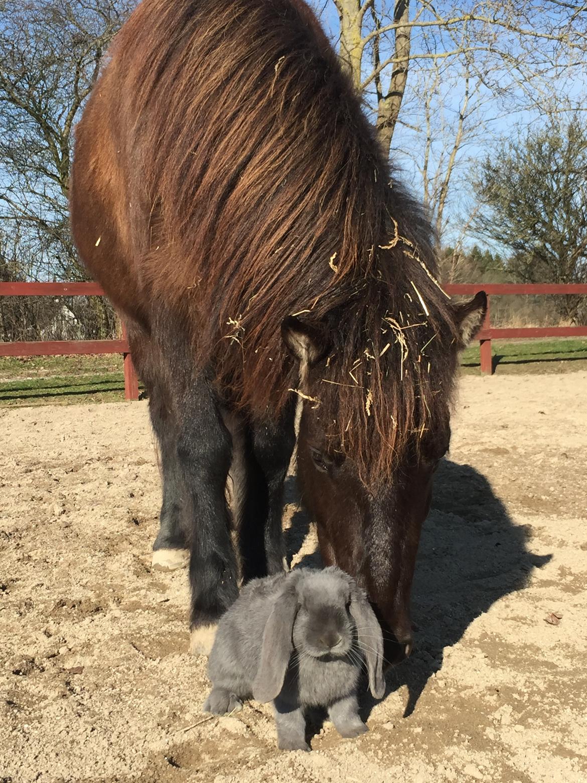 Islænder Perla fra Ellemosegård billede 10