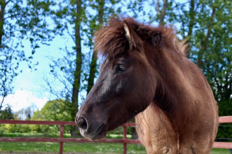 Islænder Perla fra Ellemosegård billede 13