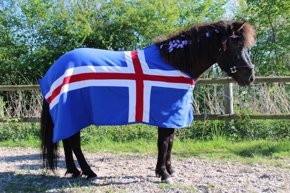 Islænder Perla fra Ellemosegård billede 14