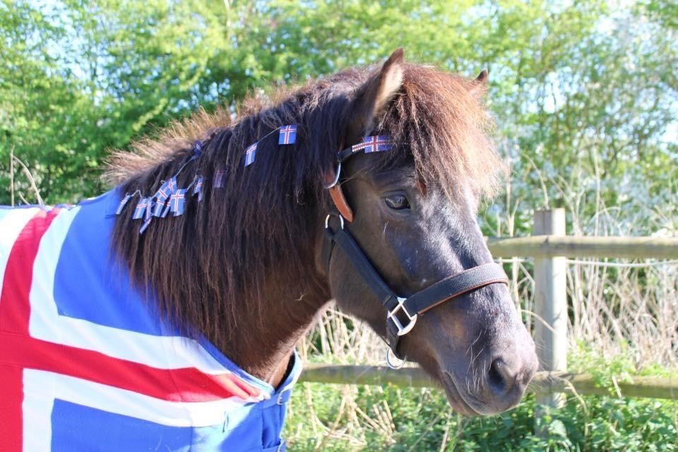 Islænder Perla fra Ellemosegård billede 15