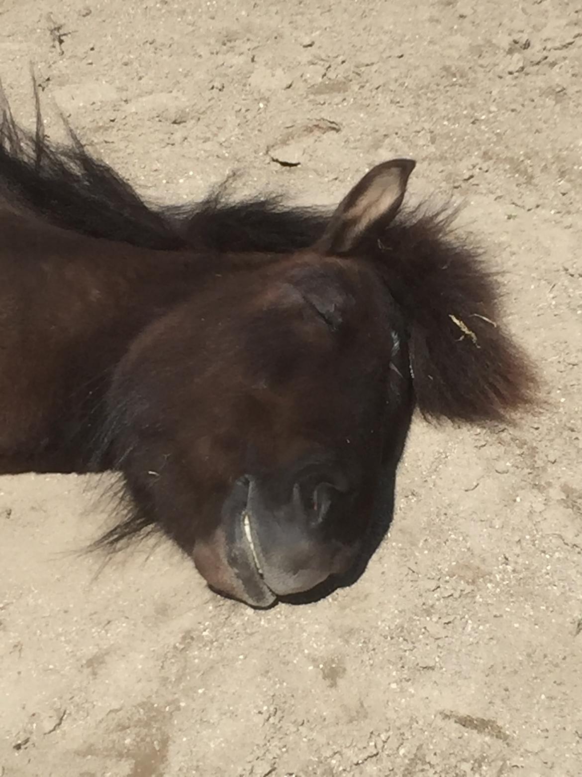 Islænder Perla fra Ellemosegård billede 12