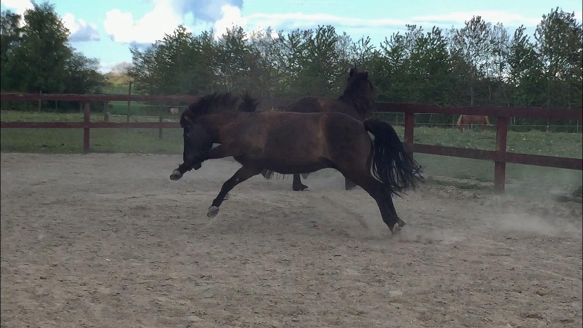 Islænder Perla fra Ellemosegård billede 16