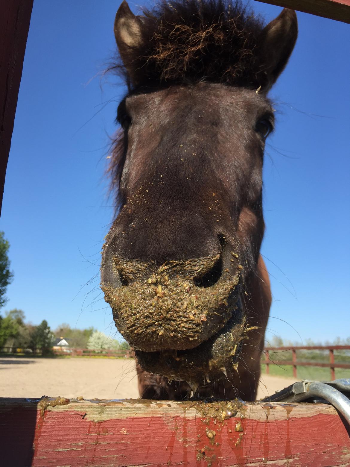 Islænder Perla fra Ellemosegård billede 17