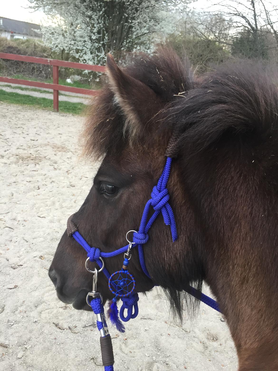 Islænder Perla fra Ellemosegård billede 18