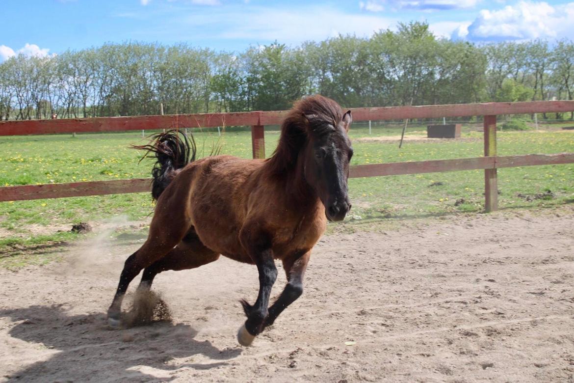 Islænder Perla fra Ellemosegård billede 19