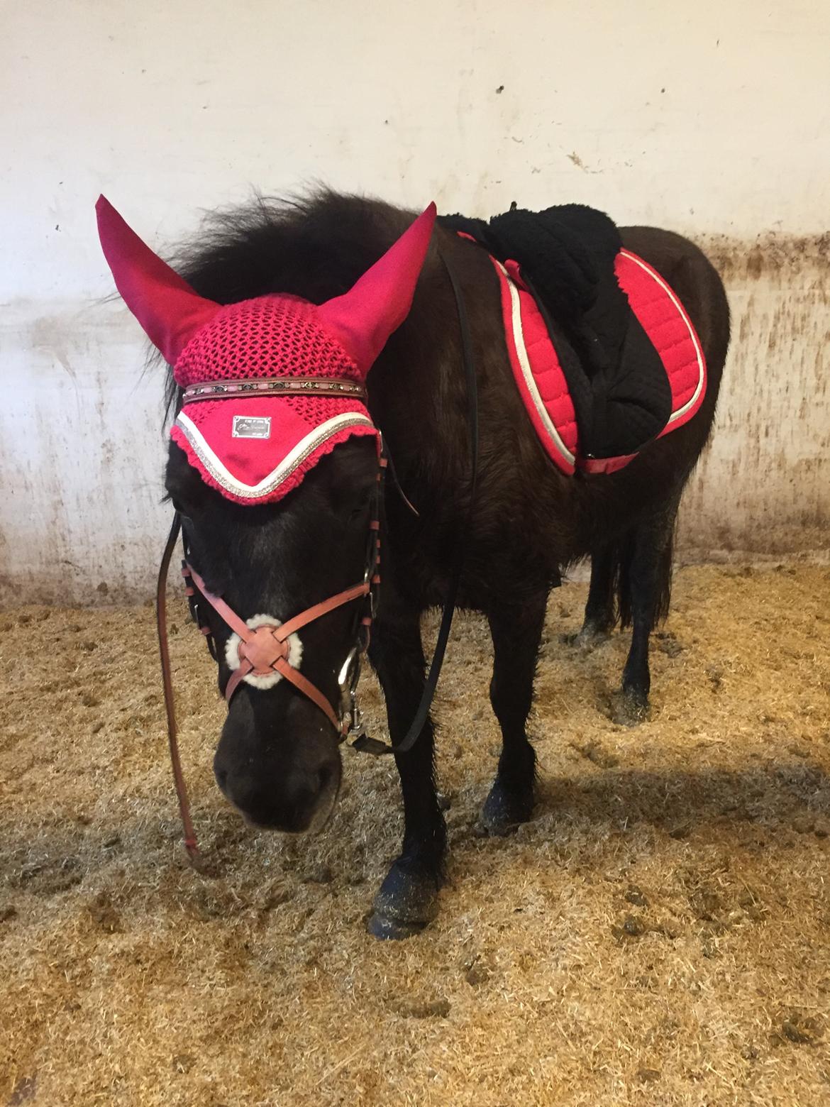 Islænder Perla fra Ellemosegård billede 20