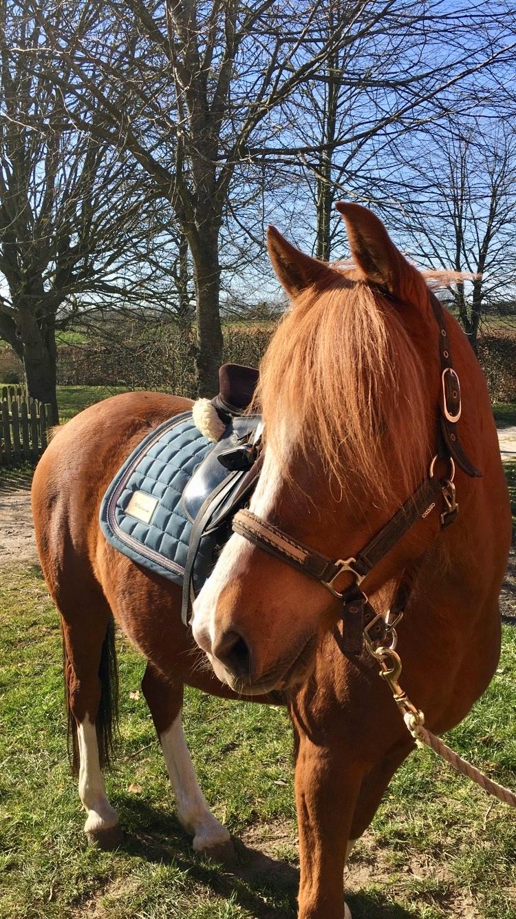 Anden særlig race Fanzo billede 7