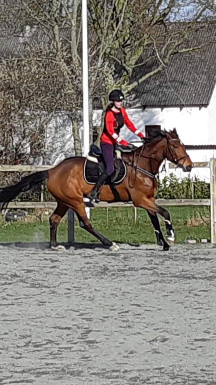 Dansk Varmblod Zarra's Annakonda {Himmelhest} billede 2