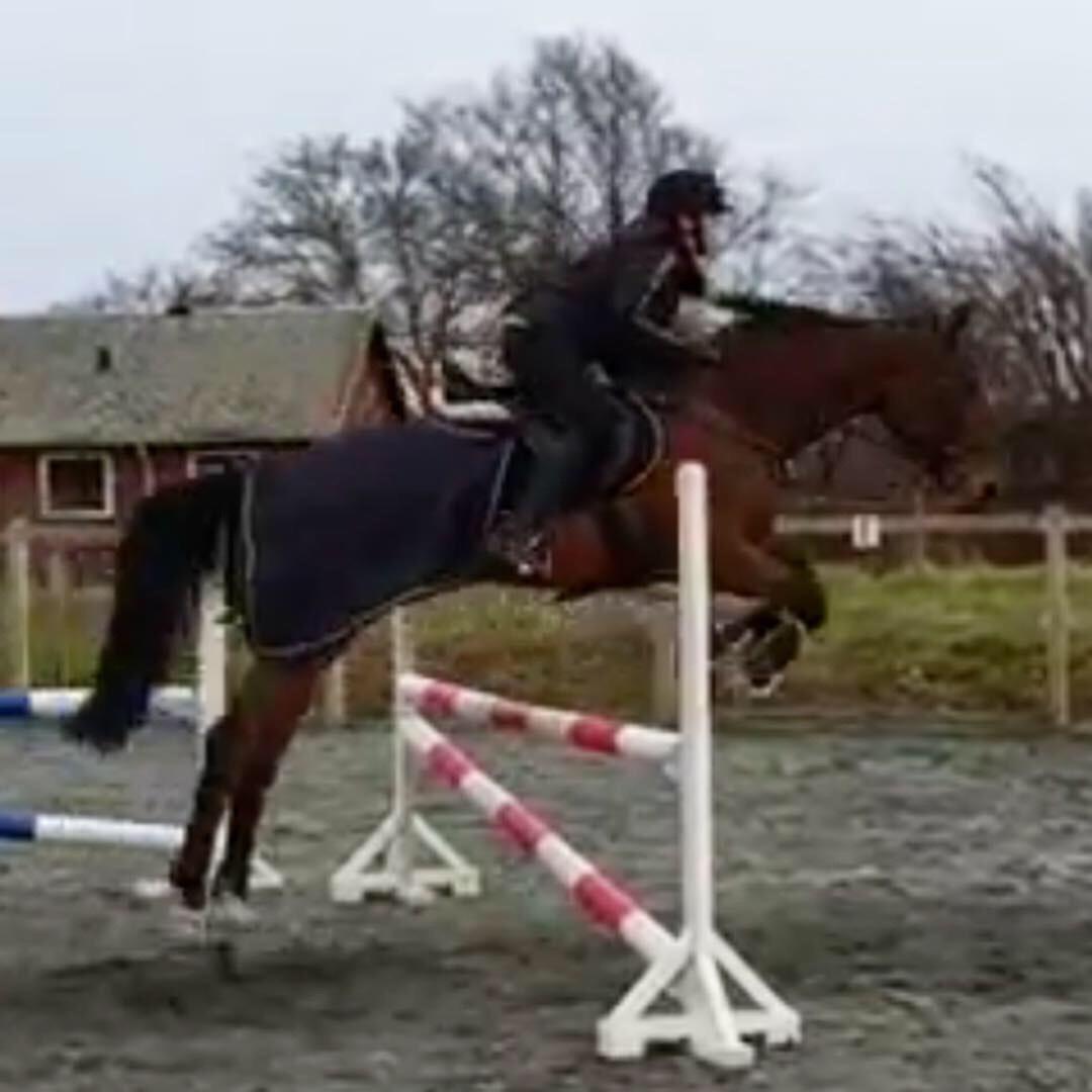 Dansk Varmblod Zarra's Annakonda {Himmelhest} billede 3