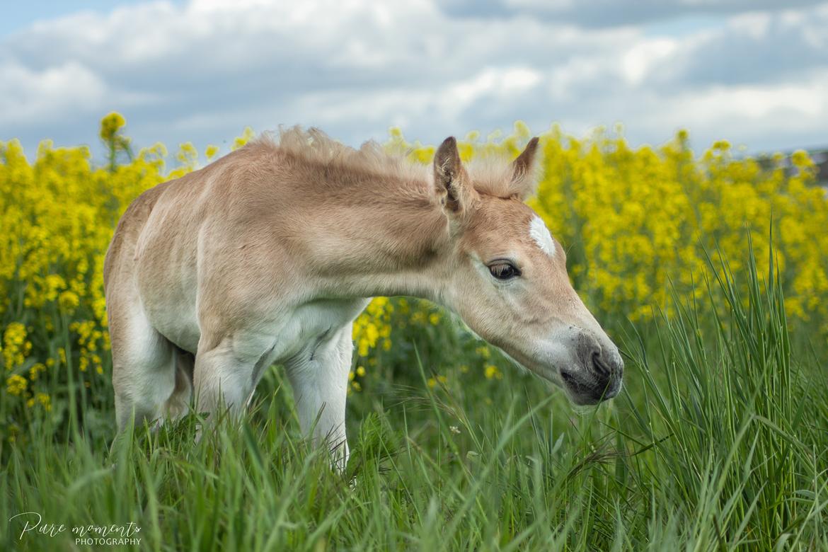 Haflinger Narciso W. K. - 5 døgn gammel. billede 7