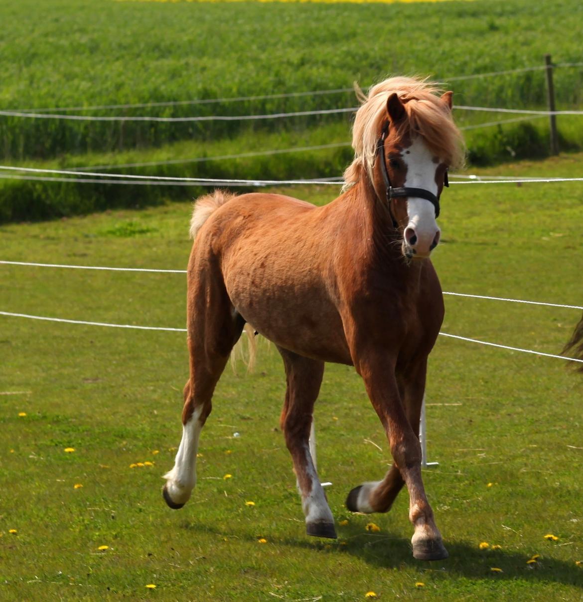 Welsh Mountain (sec A) Fakla Calypso *RIP*  billede 4