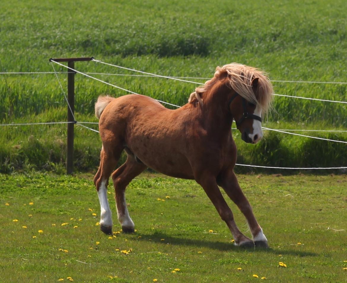 Welsh Mountain (sec A) Fakla Calypso *RIP*  billede 6