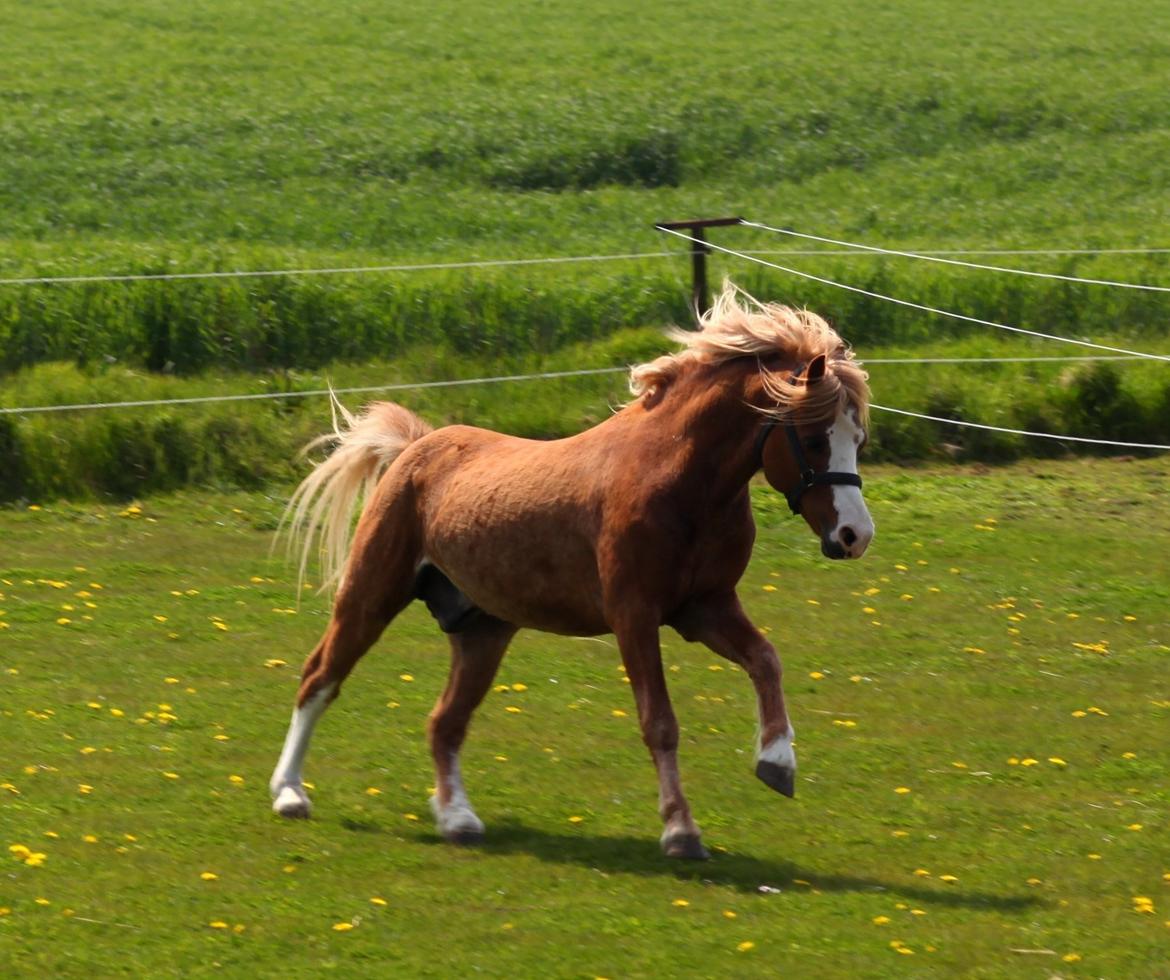 Welsh Mountain (sec A) Fakla Calypso *RIP*  billede 11