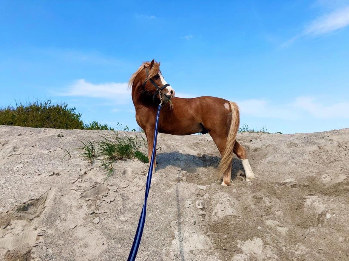 Welsh Mountain (sec A) Fakla Calypso *RIP*  billede 12