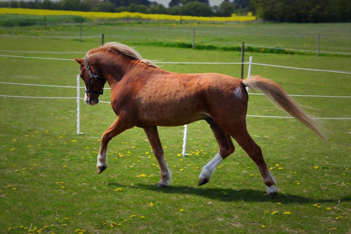Welsh Mountain (sec A) Fakla Calypso *RIP*  billede 9